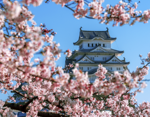 ¡Aprendé japonés y sumergite en una nueva cultura!